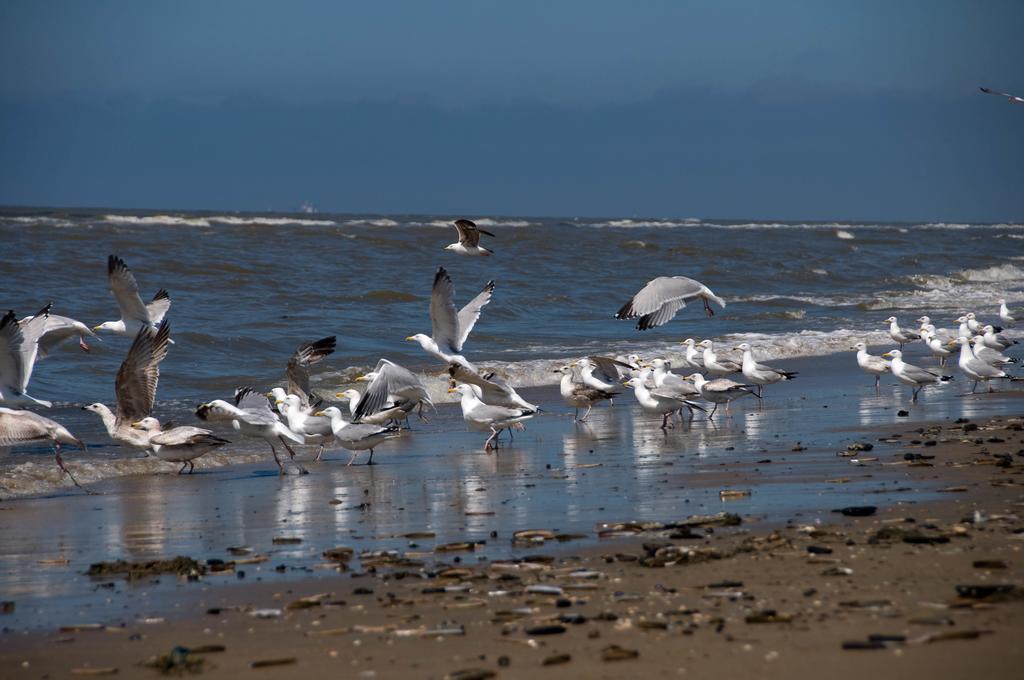 Berrie'S Sea View Διαμέρισμα Zandvoort Εξωτερικό φωτογραφία